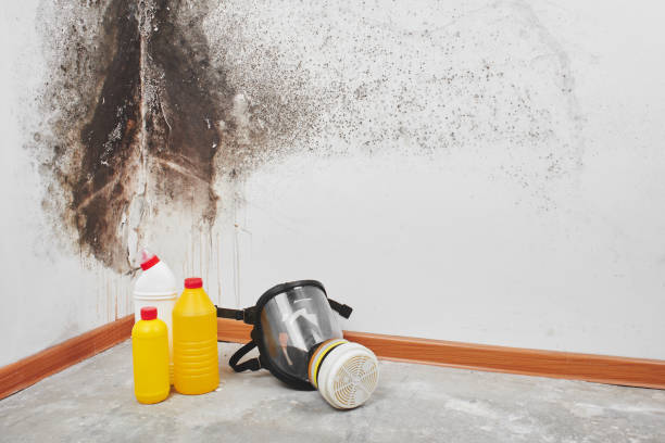 Best Black Mold Removal  in West Point, VA