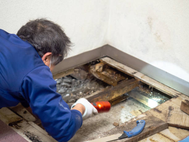 Best Professional Mold Removal  in West Point, VA