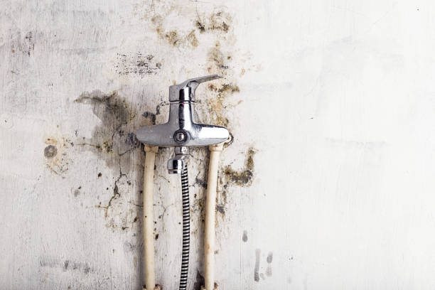 Best Black Mold Removal  in West Point, VA