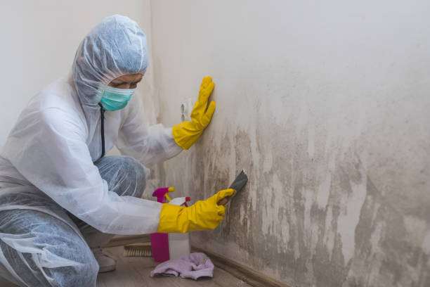 Best Fast Mold Removal  in West Point, VA