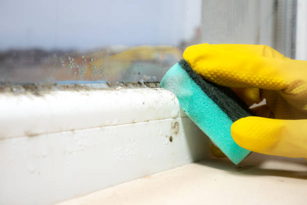 Best Same-Day Mold Removal  in West Point, VA