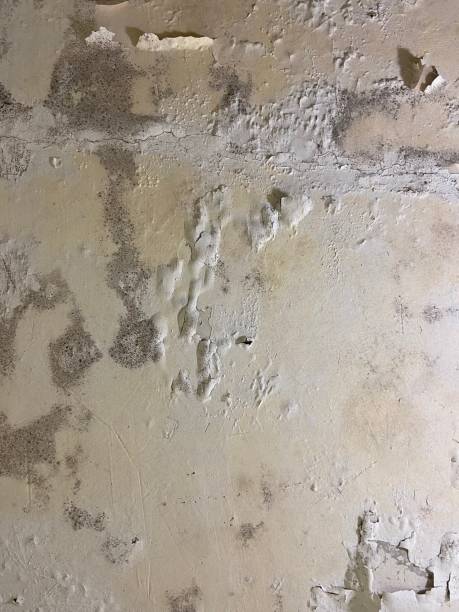 Crawl Space Mold Removal in West Point, VA