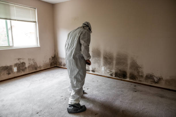 Best Affordable Mold Removal  in West Point, VA