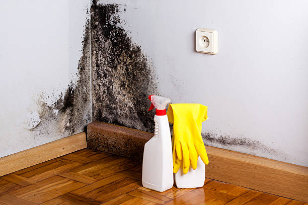 Best Commercial Mold Removal  in West Point, VA