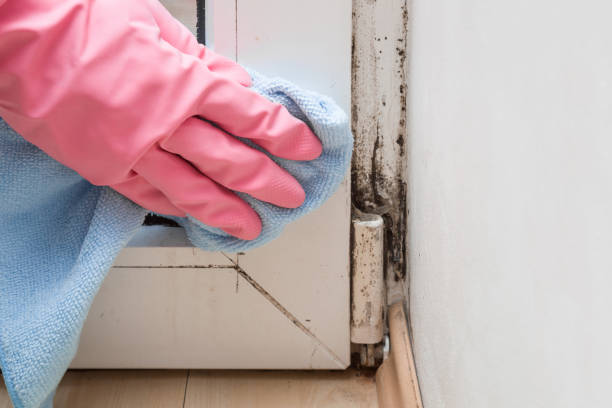 Best Mold Removal Company Near Me  in West Point, VA